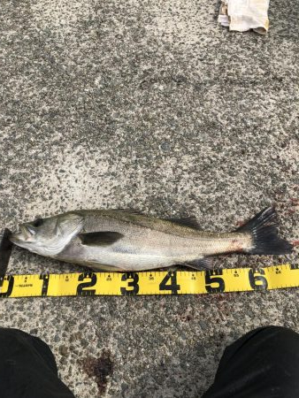 メジロ！シーバス！タチウオ！