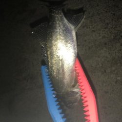 アジングでチーバス