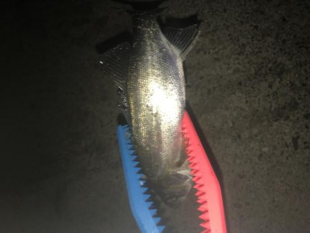 アジングでチーバス