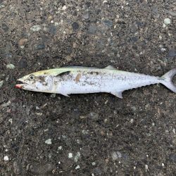 まさかの川にサゴシ湧いてて草