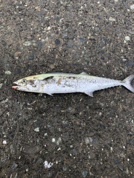 まさかの川にサゴシ湧いてて草