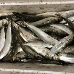 なぎさ公園で太刀魚狙い