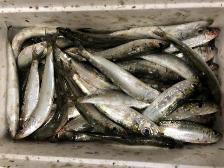 なぎさ公園で太刀魚狙い