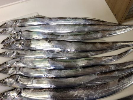 今年初めてのタチウオ