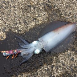 サイズアップしてますよ⤴️