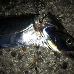 サバのありがたみ。