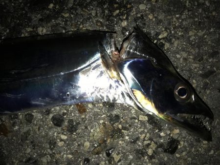 サバのありがたみ。