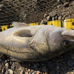 ブリブリのシーバス!