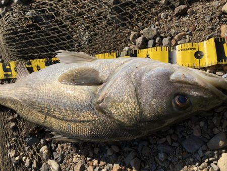 ブリブリのシーバス!