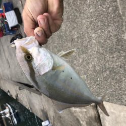 釣り日和なのに渋い