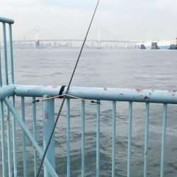 大黒ふ頭海釣り公園でやりました。