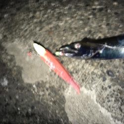 やっと湾の奥に入ってきた！