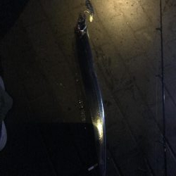 朝タチウオ(^_^)