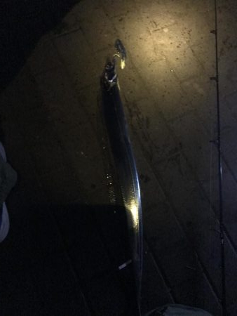 朝タチウオ(^_^)