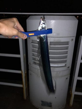 シーサイド タチウオ