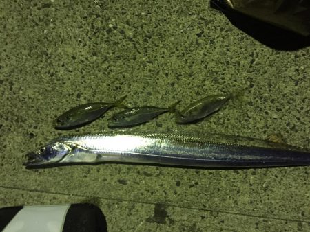 泳がせでイカ狙い