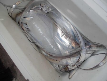 タッチ―１３本