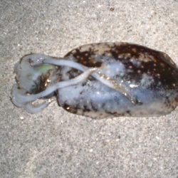 家族で釣り・穴子他大漁