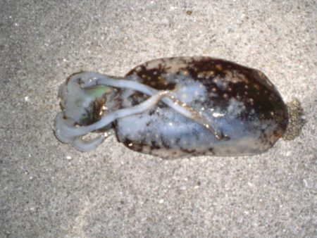 家族で釣り・穴子他大漁