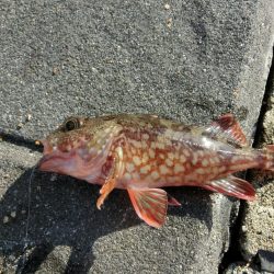 カワハギが撃沈でサヨリは絶好調