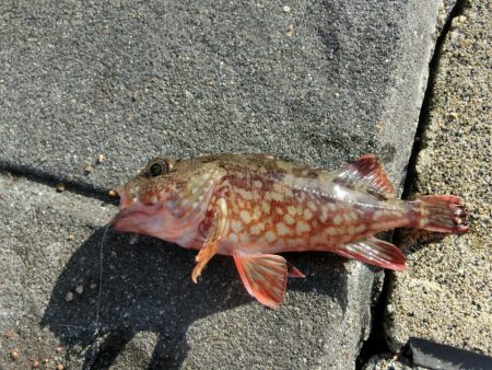 カワハギが撃沈でサヨリは絶好調