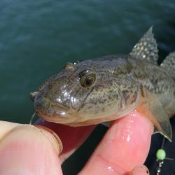 強風の中でハゼ釣り