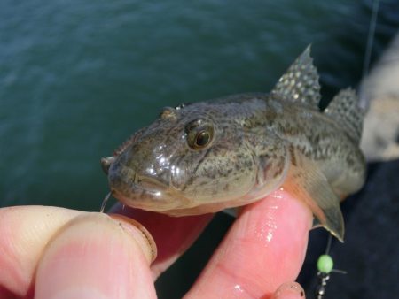 強風の中でハゼ釣り