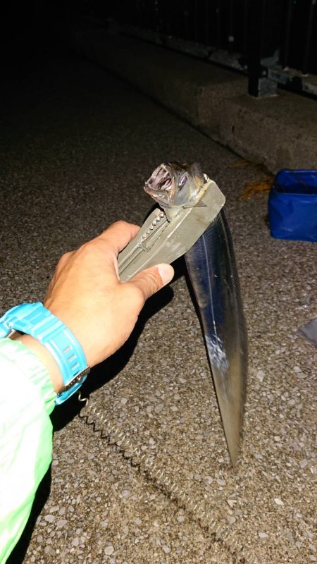 タチウオワインド