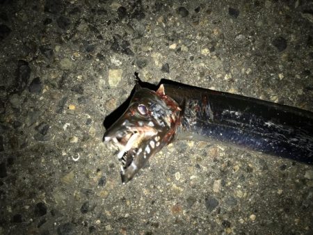 サバをエサにサバ。