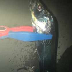 タチウオそしてアジ