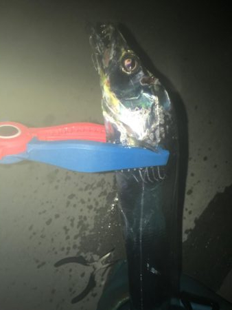 タチウオそしてアジ