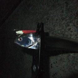 タチウオは好調