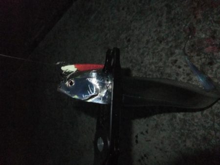 タチウオは好調