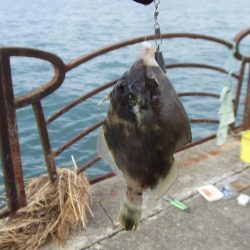 根魚五目にアジ 楽しい