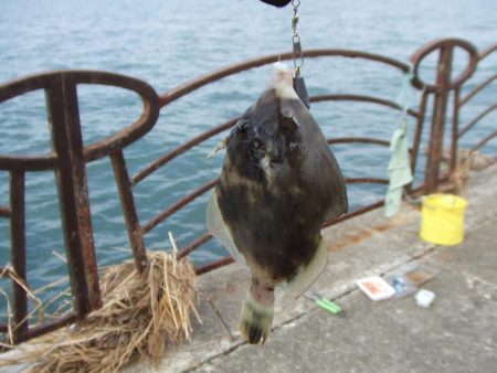 根魚五目にアジ　楽しい