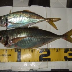 五目ライトゲームで尺アジ降臨