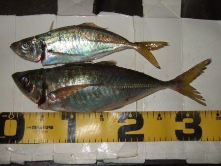 五目ライトゲームで尺アジ降臨