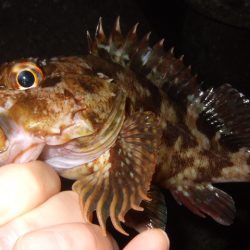 ライトゲーム釣行