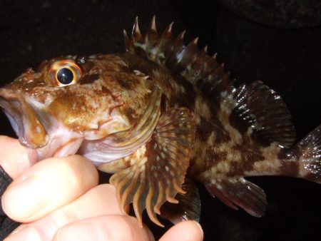 ライトゲーム釣行