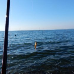 秋イカ始めました