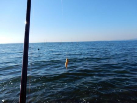 秋イカ始めました