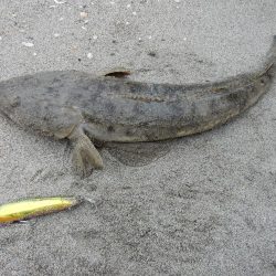 久々のフラット