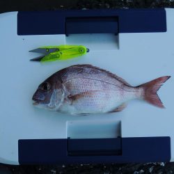 キス釣りが五目釣りに