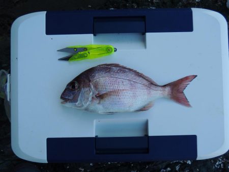 キス釣りが五目釣りに