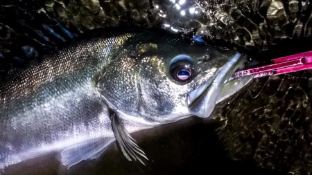 甲子園浜　サヨリパターン　マルチ