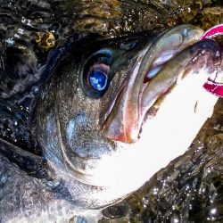 甲子園浜　鳥山　入食い
