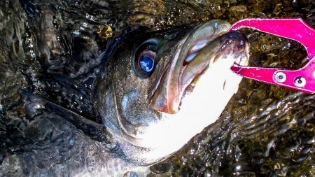 甲子園浜　鳥山　入食い
