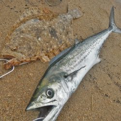 シーバス狙いが