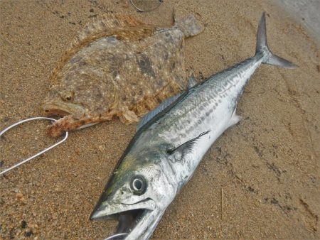 シーバス狙いが