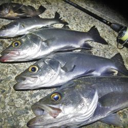 今夜もチーバス